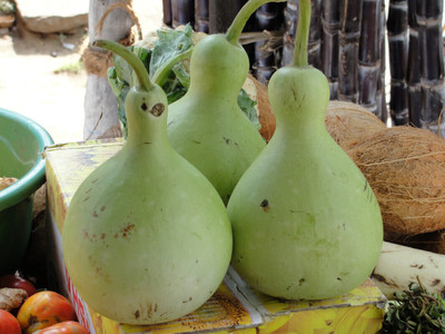 Cloud Farm Fresh VNR Bottle gourd (Lokki) Vegetable Hybrid Seed(10 per packet)