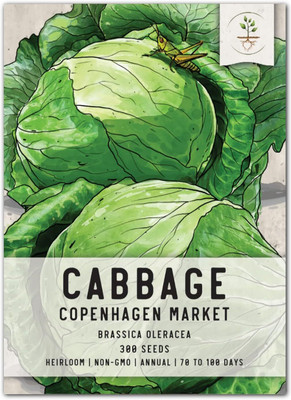 WILLVINE Copenhagen Market Cabbage Seed(3000 per packet)