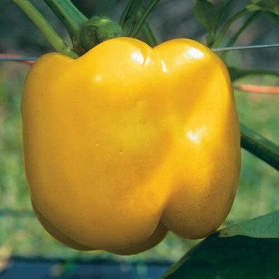KNESSiN Capsicum Yellow Seed(50 per packet)