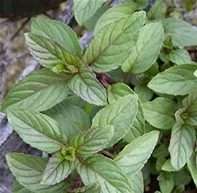 CYBEXIS XLR-57 - Chocolate Scented Mint - (1350 Seeds) Seed(1350 per packet)