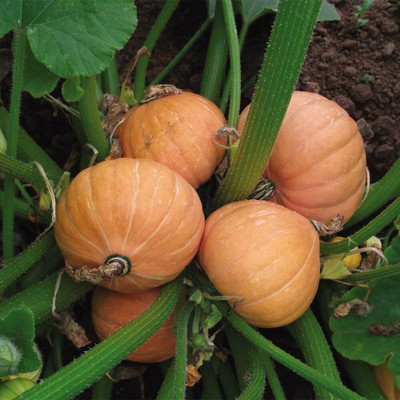 Qualtivate PUA-6A Gold Nugget Squash Seed(30 per packet)