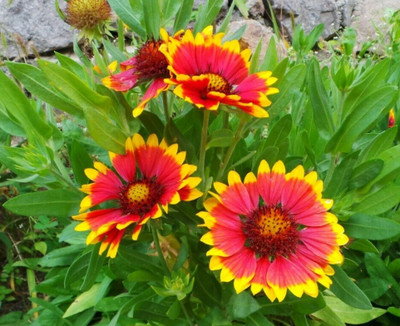 WATIKA Gaillardia aristata Blanket flower Seed(10 per packet)