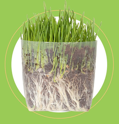 CYBEXIS ATS-50 - Premium Hard Red Winter Wheat - (2500 Seeds) Seed(2500 per packet)