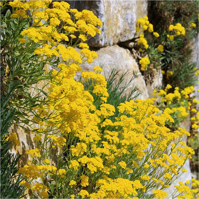 WILLVINE ™ Basket of Gold Alyssum (Alyssum saxatile)-200 SEEDS Seed(200 per packet)