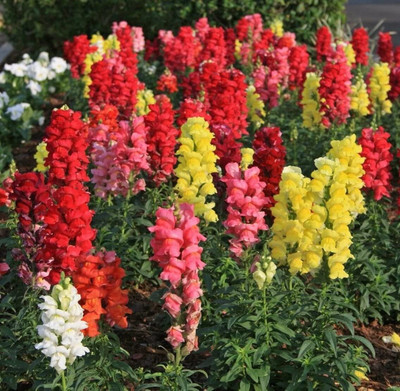 Lorvox Antirrhinum/Snapdragon/Dog Flower Dwarf Flower Seed(75 per packet)