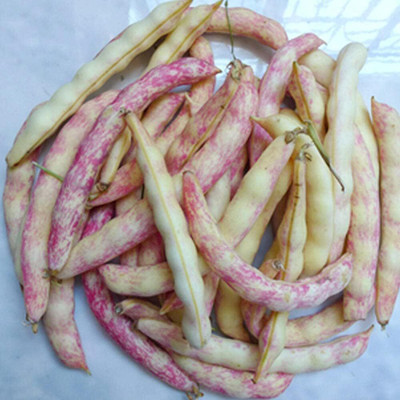 KNESSiN Colorful Beans Seed(50 per packet)