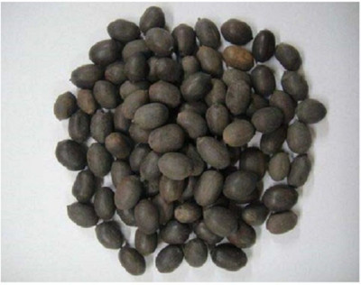 Shiv Shakti Ent kamal gatta Seed(1 per packet)