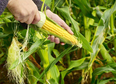 WILLVINE NKR -V F1 Hybrid Sweet Corn Sugar-75 High yielding-[500g] Seed(2000 per packet)