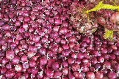ACMS NASIK RED ONION NK-44J BIG SIZE Seed(150 per packet)