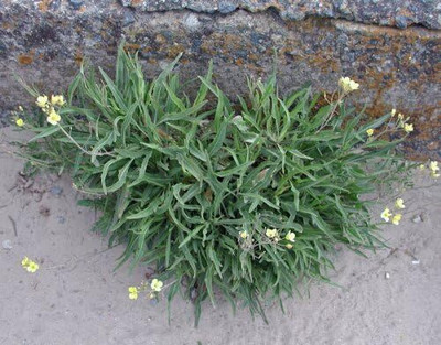 KNESSiN LXI-47 Wild Rocket Seed(200 per packet)