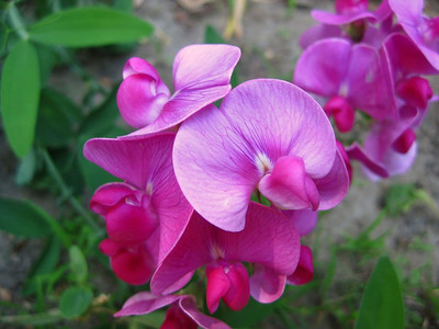 CYBEXIS Sweet Pea, Lathyrus latifolius, everlasting perennial sweet pea - seeds Seed(50 per packet)