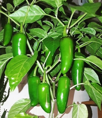 Bula Plant House Bird Eye Chilli, Kanthari Mulaku Chilli Seed(640 per packet)