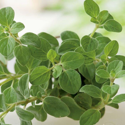 CYBEXIS XL-12 - Oregano - Italian- - (1350 Seeds) Seed(1350 per packet)