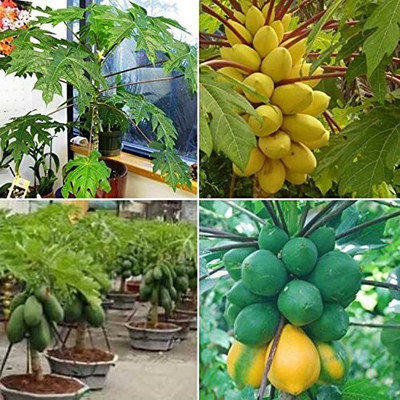 Lorvox Papaya Seed(250 per packet)