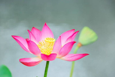 VISHSHUBH lotus,kamal gatta Seed(11 per packet)
