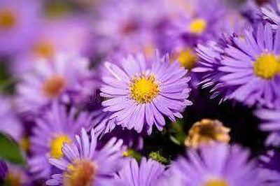 nizex Aster flower seed mixed beautifull flower seed b68 Seed(75 per packet)