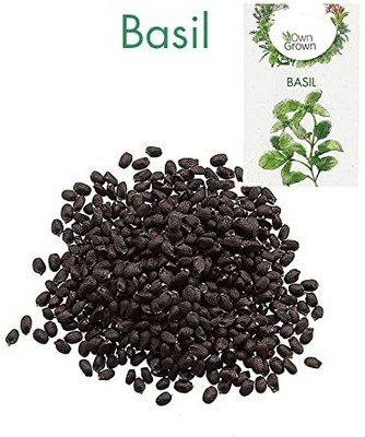 CYBEXIS Basil Hybrid Herb Seed 4000 Seeds Seed(4000 per packet)