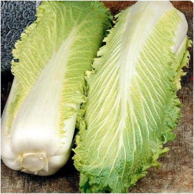 CYBEXIS F1 Chinese Cabbage Seeds2000 Seeds Seed(2000 per packet)