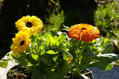 Lorvox Calendula Double Mixed Color Flower Hybrid Seed(58 per packet)