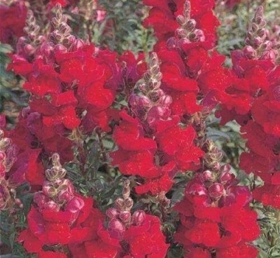 CRGO ANTIRRHINUM Seed(20 per packet)