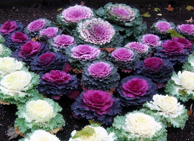 Aywal Ornamental Cabbage / kale Mix Heirloom Flower Seed(110 per packet)