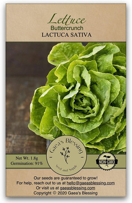 WILLVINE LX-406 Lettuce Seeds Buttercrunch Butterhead Seed(200 per packet)