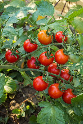 Kodali Hybrid F1 Tomato Seeds Pack Of 64 Seed(64 per packet)