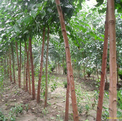 VibeX XLL-69 - Moringa Large Size Pkm1 Variety - (450 Seeds) Seed(450 per packet)