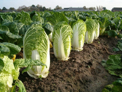 WILLVINE SYN -VIII Chinese Cabbage Seeds - Michihili Heirloom [2.5g] Seed(750 per packet)