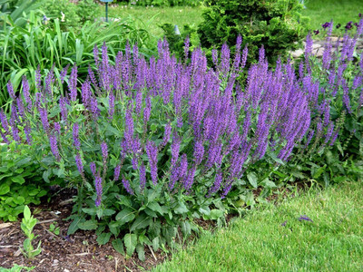 Lorvox Salvia F1 Hybrid Mixed Seed(35 per packet)