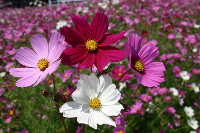 CYBEXIS LX-47 - Cosmos Flower Cosmos Bipinnatus Sensation Mixed 4 Colour - (270 Seeds) Seed(270 per packet)