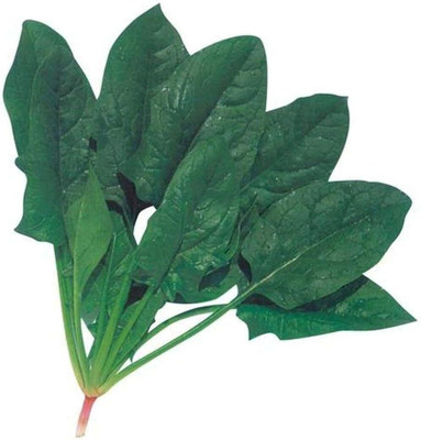 KNESSiN Spinach Seed(1250 per packet)