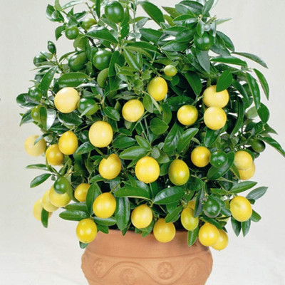 CRGO ® XII-1048 Fruit Seeds Yellow Lemon Tree Seed(16 per packet)