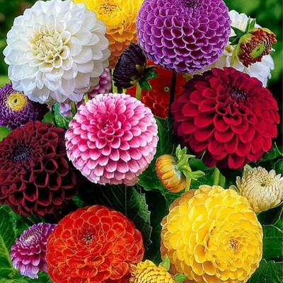 STYA SONS DAHLIA Seed(20 per packet)