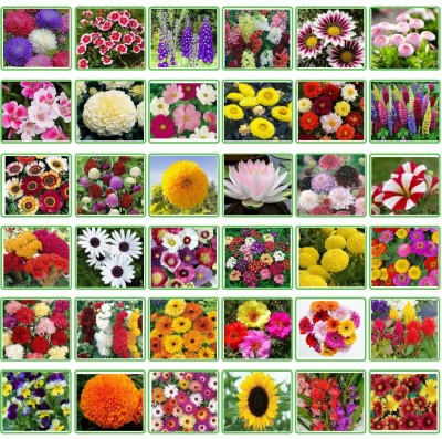 BISWAS 25 Variety Of Flower Seeds Combo Pack Seed(600 per packet)