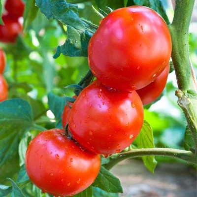 classic green earth Cherry Tomato High Germination Seeds Seed(50 per packet)