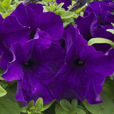 KANAYA Petunia Mix Flower Seed(135 per packet)