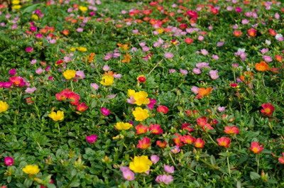 CRGO PORTULACA Seed(55 per packet)
