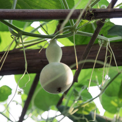 CYBEXIS PUAS-60 - Traditional Large Birdhouse or Bottle Gourd - (300 Seeds) Seed(300 per packet)