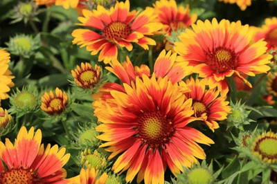WATIKA Gaillardia aristata grandiflora mixed Seed(30 per packet)