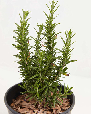 CYBEXIS VXI-70 - Tuscan Blue Rosemary - (750 Seeds) Seed(750 per packet)