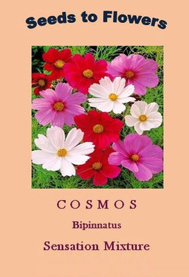CYBEXIS Imported Cosmos Bippinnatus ‘Cupcakes and Saucers’ Seed(50 per packet)