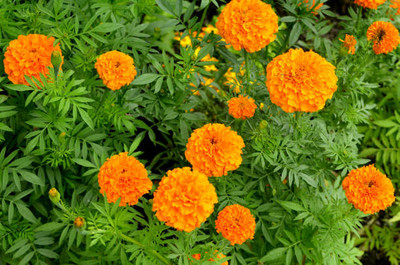 gelunix marigold/gende ka phool flower seeds Seed(50 per packet)