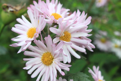 KANAYA Chrysanthamum Mix/Chamanti Seed(60 per packet)