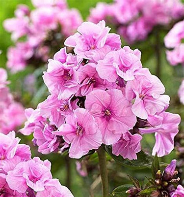 Aywal Phlox Flower Seed, Fragrant Dwarf Hybrid Beauty Mixed Seed(20 per packet)