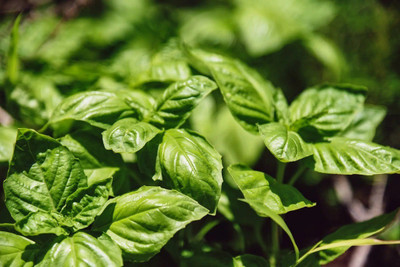 VibeX ® XLR-15 MARSEILLAIS DWARF BASIL Seed(1000 per packet)