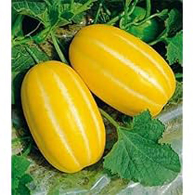 KUSH Hybrid Foot Kakri Seed(50 per packet)
