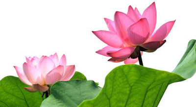 KRITHARTH lotus,kamal gatta Seed(10 per packet)