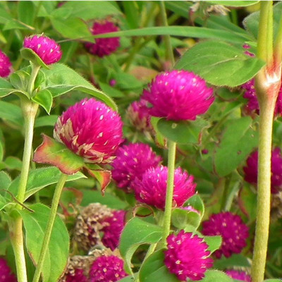 STARKC Globe amaranth, (Gomphrena globosa) Seed(80 per packet)