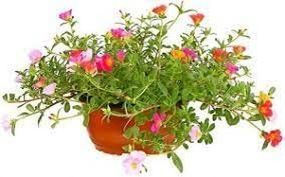 Lorvox 10'0 Clock Flower Seed(60 per packet)